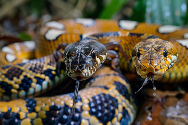 Les animaux dangereux à rencontrer à Zanzibar